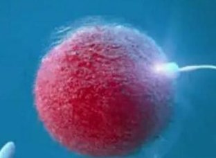 2026年衢州三代试管比较好的医院成功率是多少？